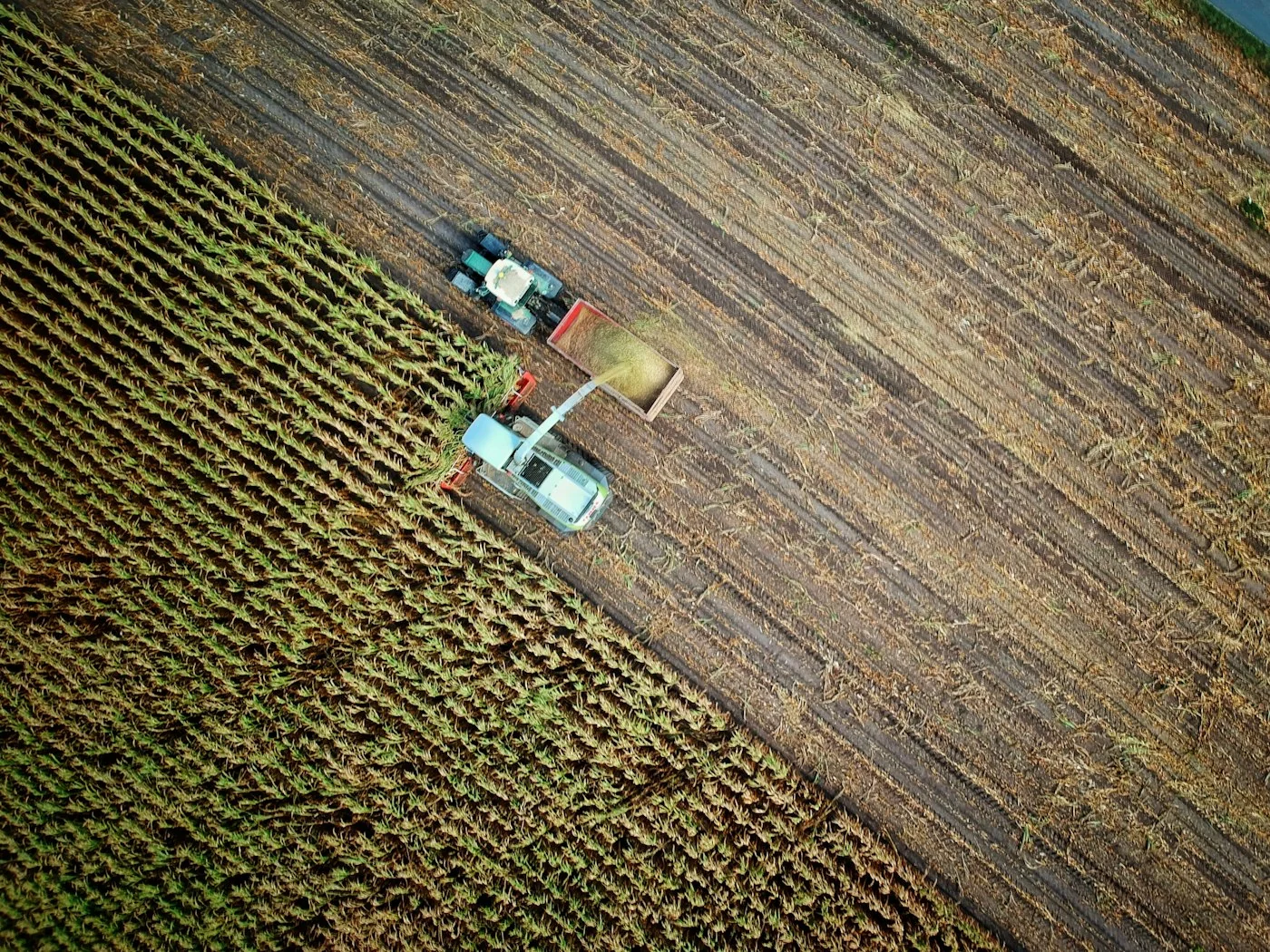 Vista aérea de cosecha agrícola cargando un tráiler
