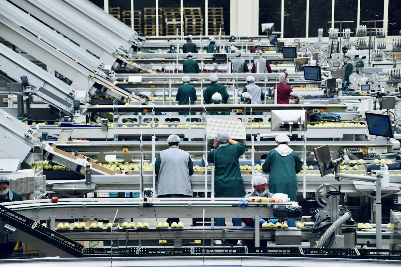 Línea de selección y clasificación de producto en planta
